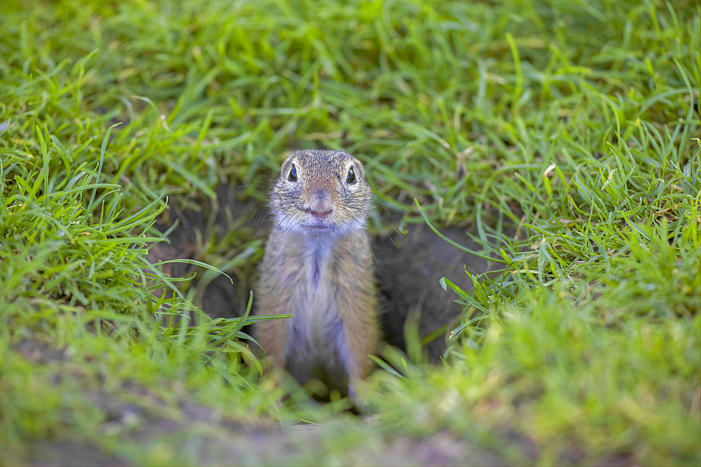 European ground squirrel (Spermophilus citellus) emerging from its burrow in a field, Neusiedlersee National Park, Austria
