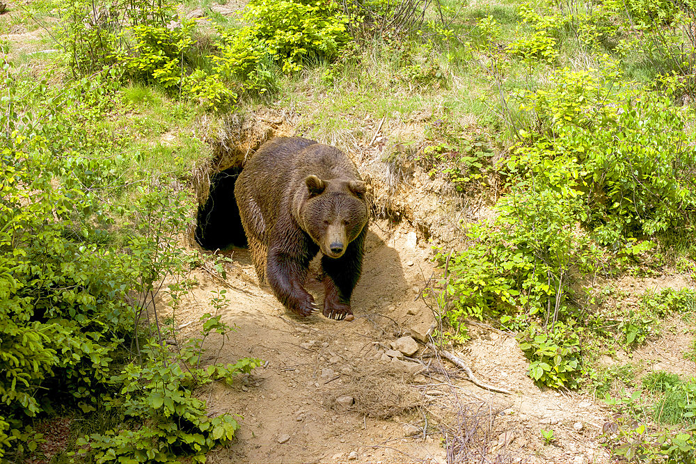 Brown bear (Ursus arctos) emerging from its den, Europe