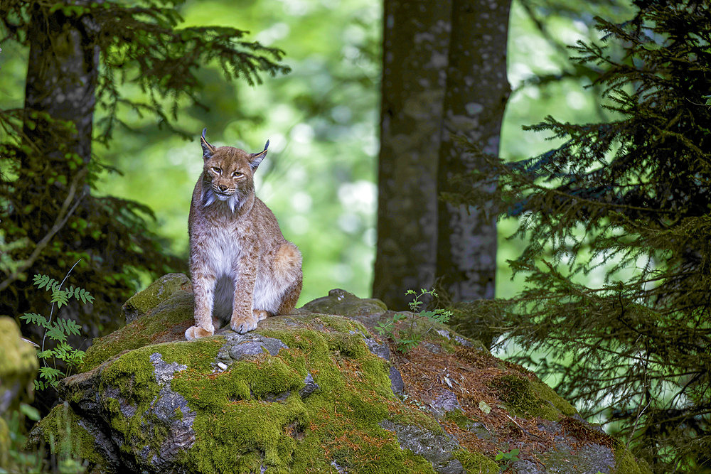 Eurasian lynx (Lynx lynx) on a mossy rock, guarding its territory, Europe