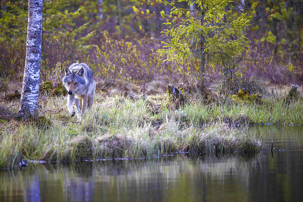 European wolf (Canis lupus lupus), spring in a peat bog by a pond, Karelia region, Finland.