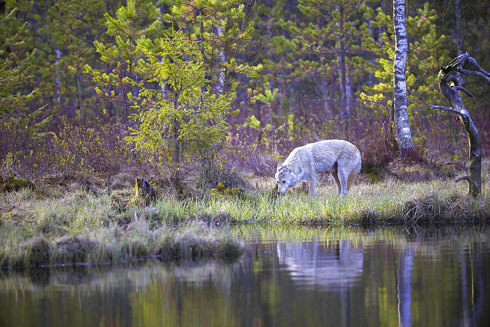 European wolf (Canis lupus lupus), spring in a peat bog by a pond, Karelia region, Finland.