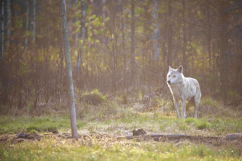 European wolf (Canis lupus lupus) at sunrise in spring in a peat bog, Karelia region, Finland.