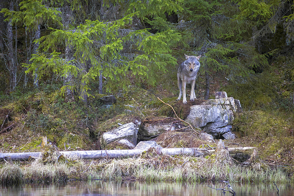 European wolf (Canis lupus lupus), on rocks in spring in a peat bog by a pond, Karelia region, Finland.