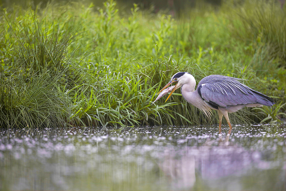 Grey heron (Ardea cinerea), eating a fish, Neusiedlersee National Park, Austria