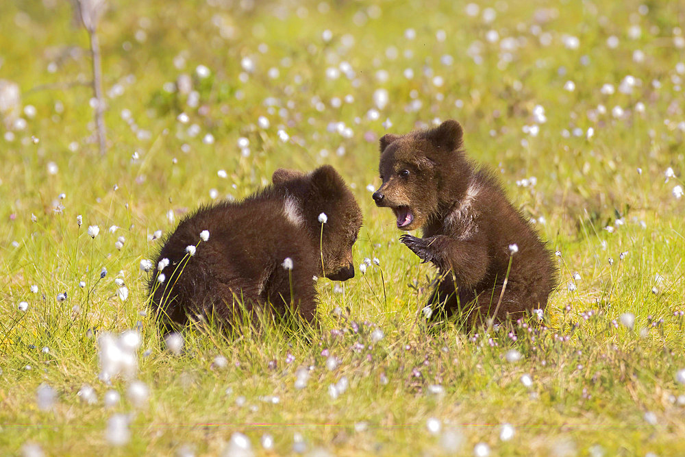 Brown bear (Ursus arctos), young cubs in a peat bog, Finland