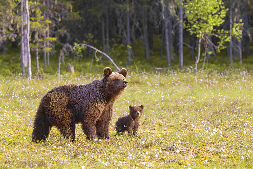 Brown bear (Ursus arctos), young cubs in a peat bog, Finland
