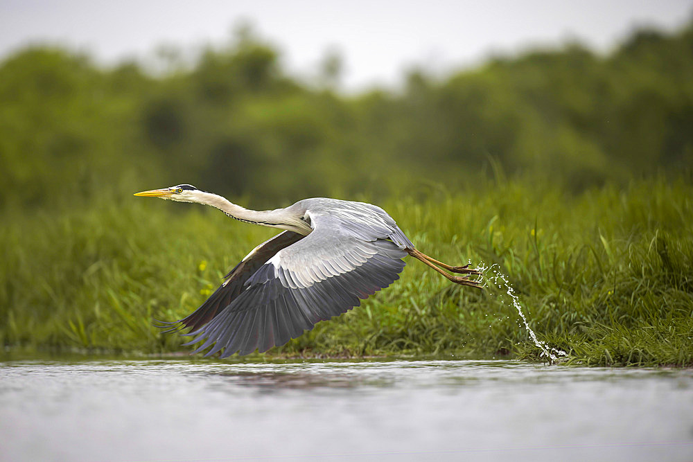Grey Heron (Ardea cinerea), in flight over a marsh, Breton Marsh, Pays de la Loire, France