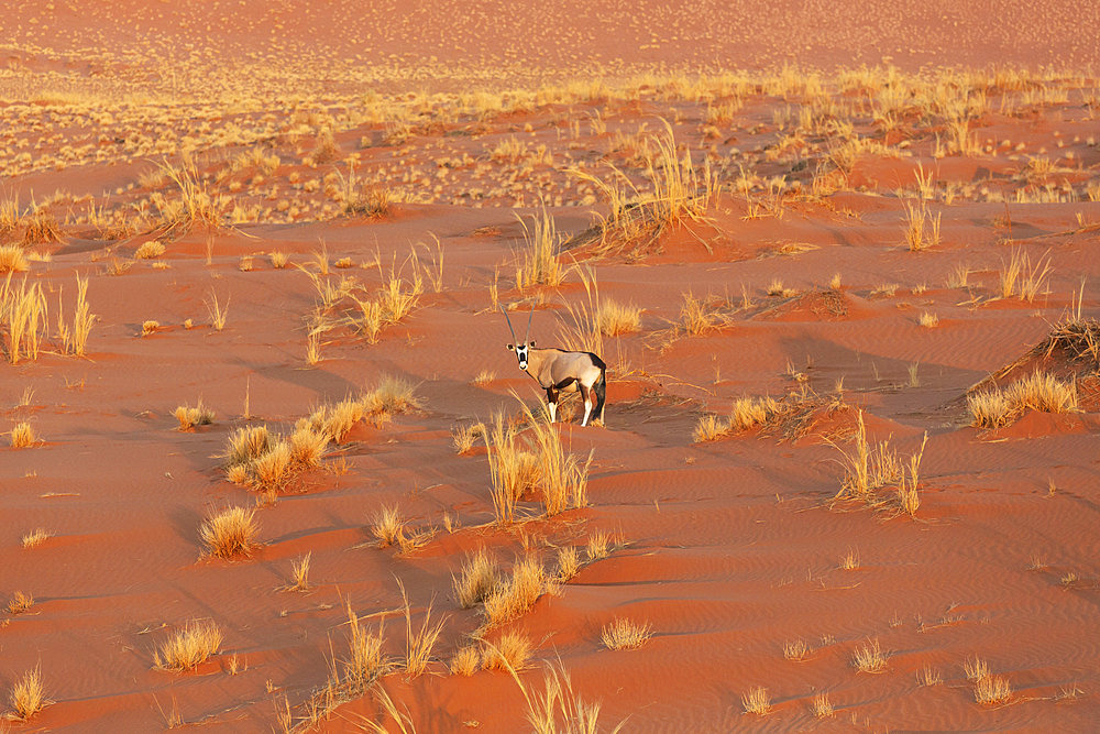 Gemsbok (Oryx gazella). At a sandy plain in the Namib Desert. Aerial view from a helicopter. Namib-Naukluft Park, Namibia.