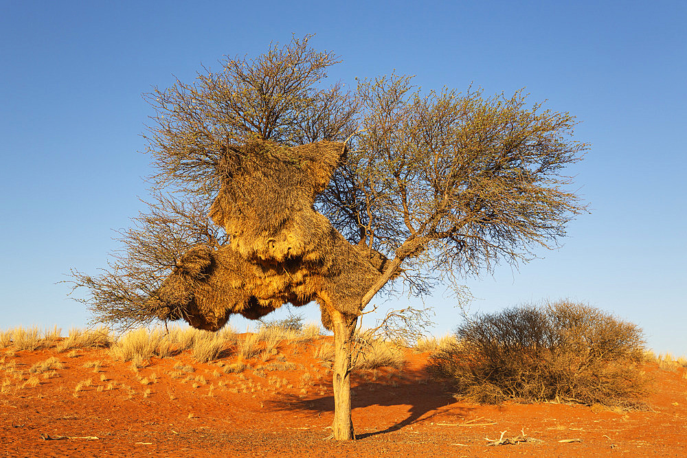 Huge communal nest of Sociable Weavers (Philetairus socius) in a camelthorn tree (Vachellia erioloba). Kalahari Desert, Namibia.