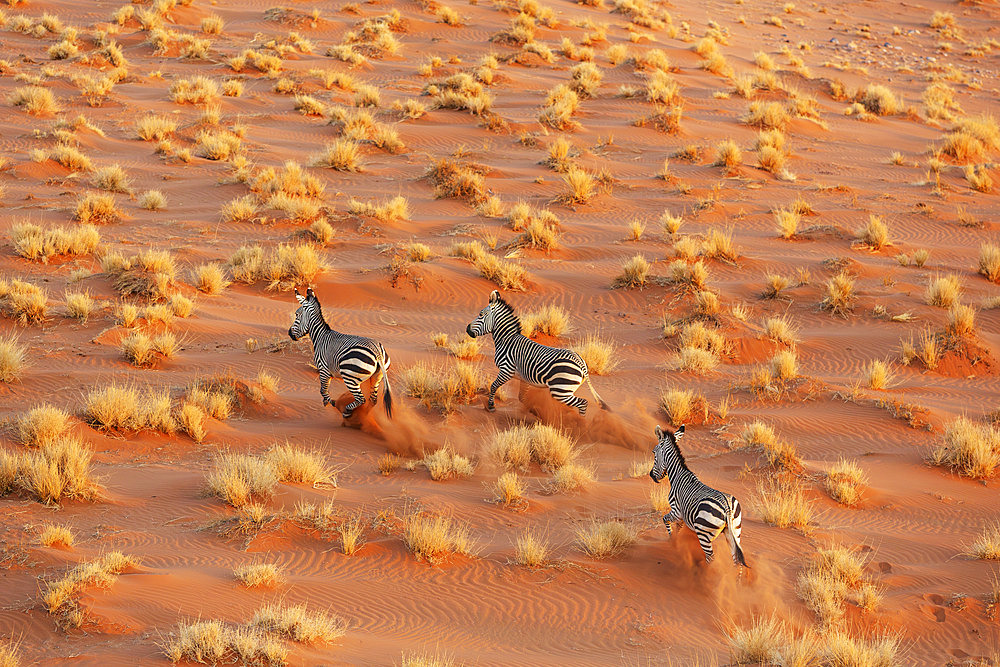 Hartmann's Mountain Zebra (Equus zebra hartmannae). At a sandy plain in the Namib Desert. Aerial view from a helicopter. Namib-Naukluft Park, Namibia.