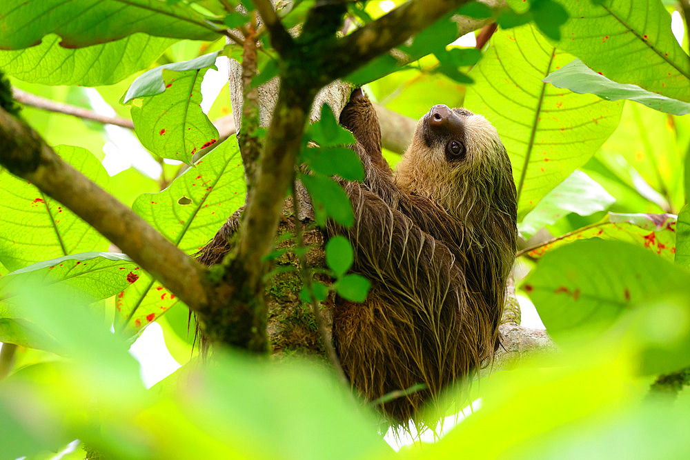 Hoffmann's two-toed sloth Choloepus hoffmanni), Bocas del Toro, Panama