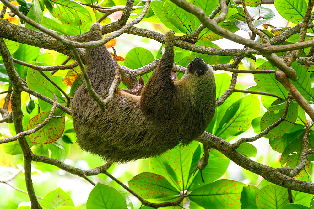 Hoffmann's two-toed sloth Choloepus hoffmanni), Bocas del Toro, Panama