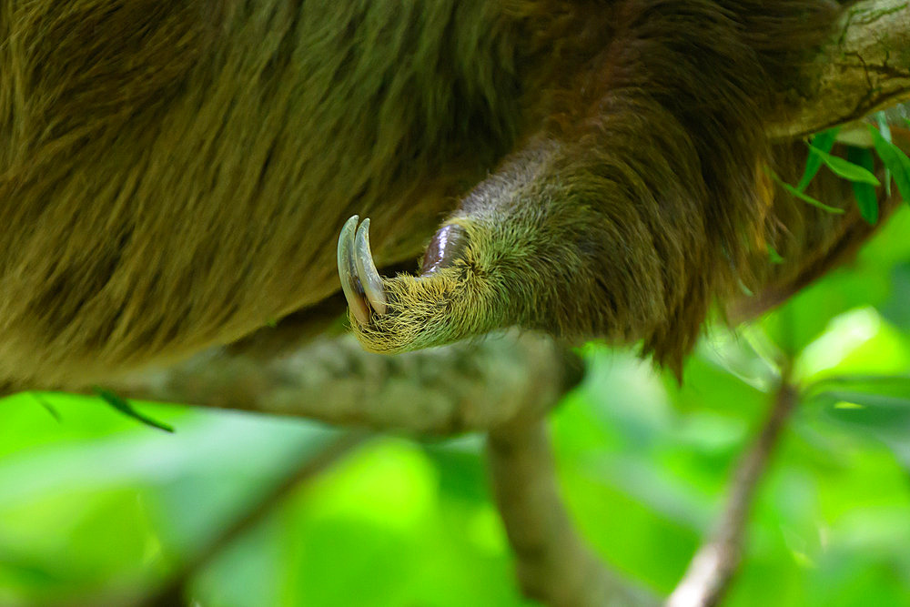 Hoffmann's two-toed sloth (Choloepus hoffmanni), toeds detail, Bocas del Toro, Panama