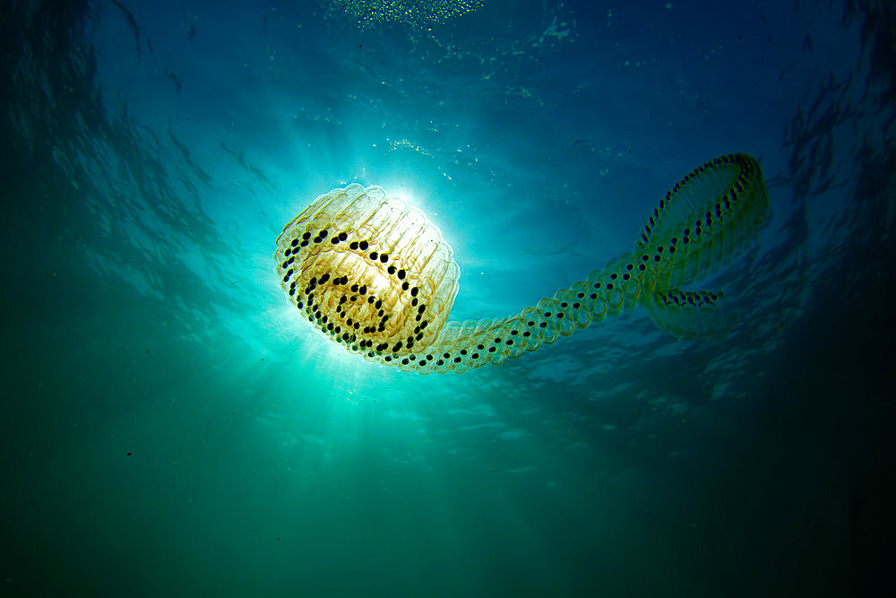 Salp carried by the current off the island of Oleron - Atlantic Ocean - France