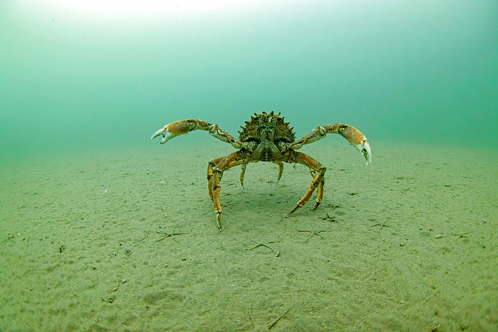 Spider crab on the sandy bottom, Oleron island, Atlantic ocean, France