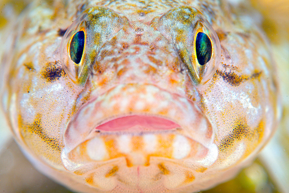Portrait of a Goby (Gobidae sp), Atlantic Ocean, Ile d'Oleron, France
