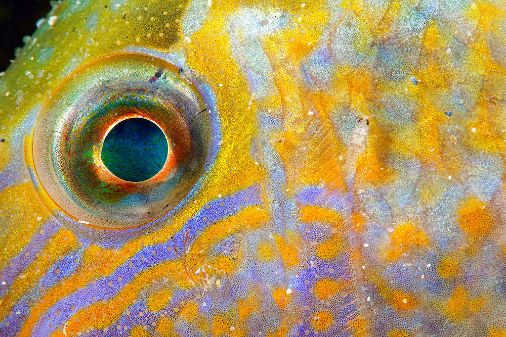 Eye of Ballan Wrasse (Labrus bergylta) - Atlantic Ocean, Ile d'Oleron, France