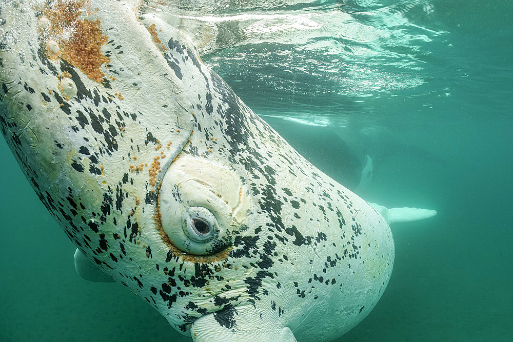 Southern Right Whale, (Eubalaena australis), portrait of white young calf witn Parasitic crustaceans named cyamids or whale lice, Cyamus ovalis. They live on the callosities of southern right whale. Golfo Nuevo, Valdez Peninsula, UNESCO World Heritage site, Argentina.