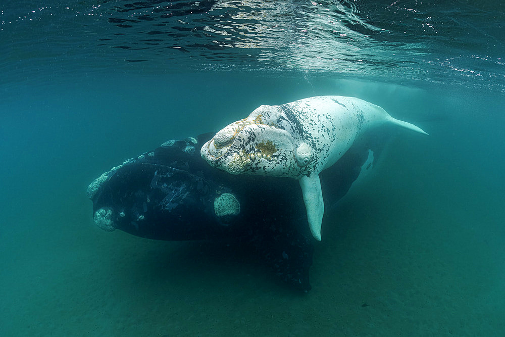 Southern Right Whale, (Eubalaena australis), white young calf with mother, in the shallow protected waters of the Golfo Nuevo, Valdez Peninsula, UNESCO World Heritage site, Argentina.