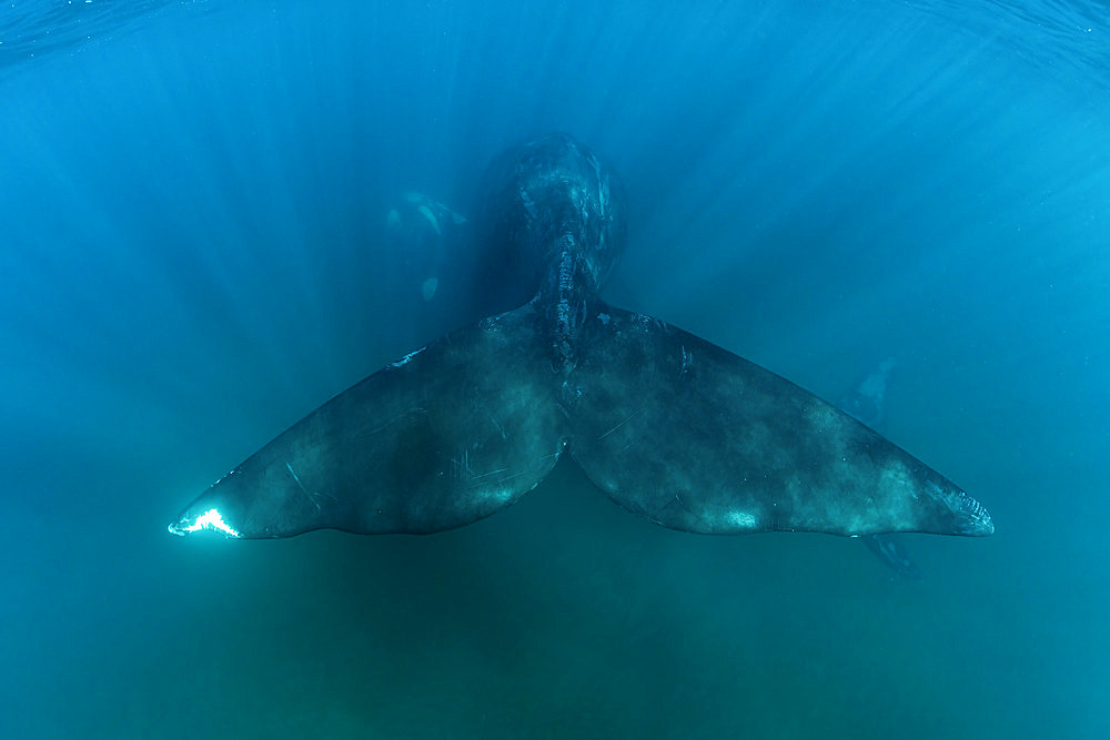 The massive tail ot a Southern Right Whale, (Eubalaena australis), in the shallow protected waters of the Golfo Nuevo, Valdez Peninsula, UNESCO World Heritage site, Argentina.