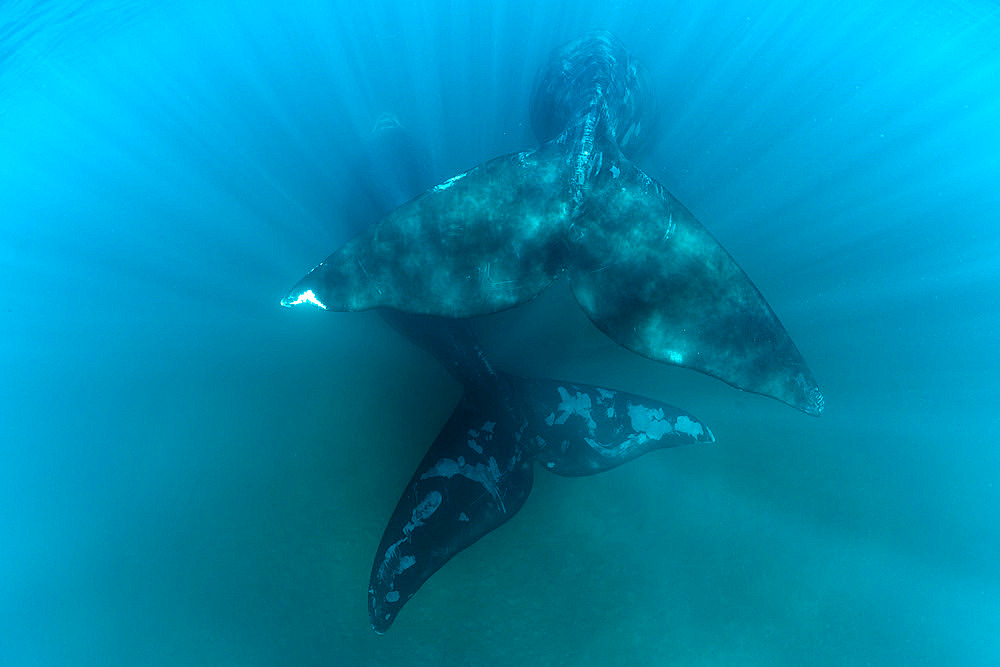 The massive tail ot mother and calf Southern Right Whale, (Eubalaena australis), in the shallow protected waters of the Golfo Nuevo, Valdez Peninsula, UNESCO World Heritage site, Argentina.