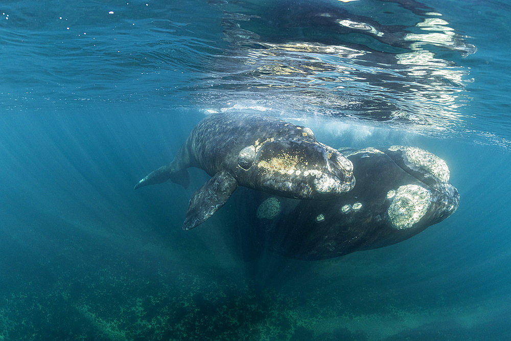 Southern Right Whale, (Eubalaena australis), and her young calf in the shallow protected waters of the Golfo Nuevo, Valdez Peninsula, UNESCO World Heritage site, Argentina.