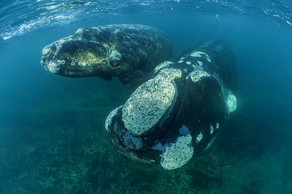 Southern Right Whale, (Eubalaena australis), and her young calf in the shallow protected waters of the Golfo Nuevo, Valdez Peninsula, UNESCO World Heritage site, Argentina.