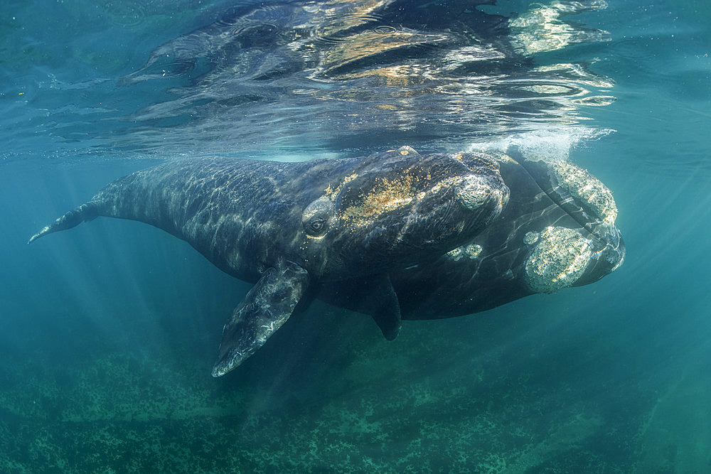 Southern Right Whale, (Eubalaena australis), and her young calf in the shallow protected waters of the Golfo Nuevo, Valdez Peninsula, UNESCO World Heritage site, Argentina.