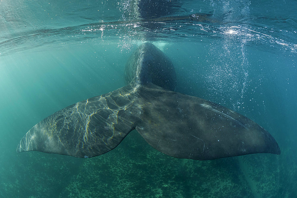 The massive tail ot a Southern Right Whale, (Eubalaena australis), in the shallow protected waters of the Golfo Nuevo, Valdez Peninsula, UNESCO World Heritage site, Argentina.