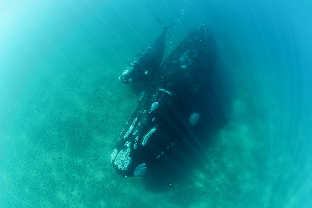 Southern Right Whale, (Eubalaena australis), and her young calf in the shallow protected waters of the Golfo Nuevo, Valdez Peninsula, UNESCO World Heritage site, Argentina.