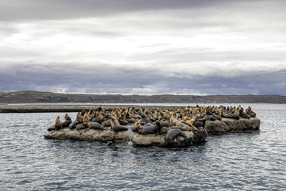 South American sea lion, (Otaria flavescens), UNESCO Natural World Heritage Site, Golfo Nuevo, Peninsula Valdes, Chubut, Patagonia, Argentina, Atlantic Ocean