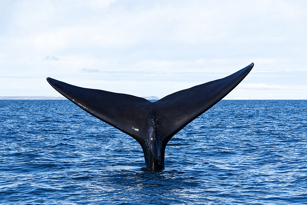 Southern Right Whale, (Eubalaena australis), tail in the protected waters of the Golfo Nuevo, Valdez Peninsula, UNESCO World Heritage site, Argentina.