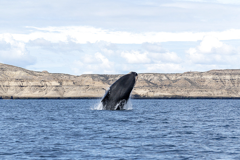 Southern Right Whale, (Eubalaena australis), breaching calf in the shallow protected waters of the Golfo Nuevo, Valdez Peninsula, UNESCO World Heritage site, Argentina.