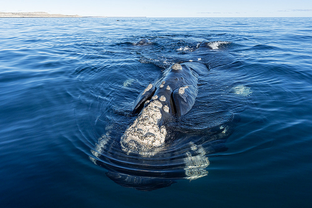 Southern Right Whale, (Eubalaena australis), surfacing in the shallow protected waters of the Golfo Nuevo, Valdez Peninsula, UNESCO World Heritage site, Argentina.