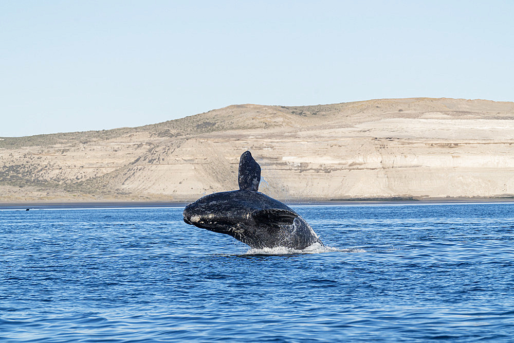 Southern Right Whale, (Eubalaena australis), breaching calf in the shallow protected waters of the Golfo Nuevo, Valdez Peninsula, UNESCO World Heritage site, Argentina.