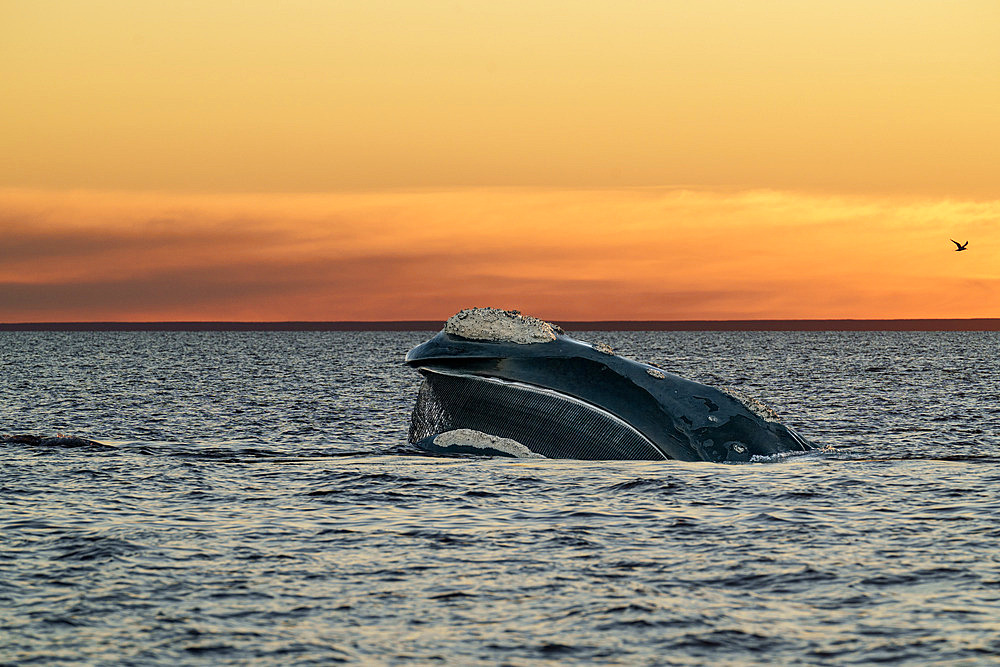 Southern Right Whale, (Eubalaena australis), filtering with the baleen plates at the surface in the shallow protected waters of the Golfo Nuevo, Valdez Peninsula, UNESCO World Heritage site, Argentina.