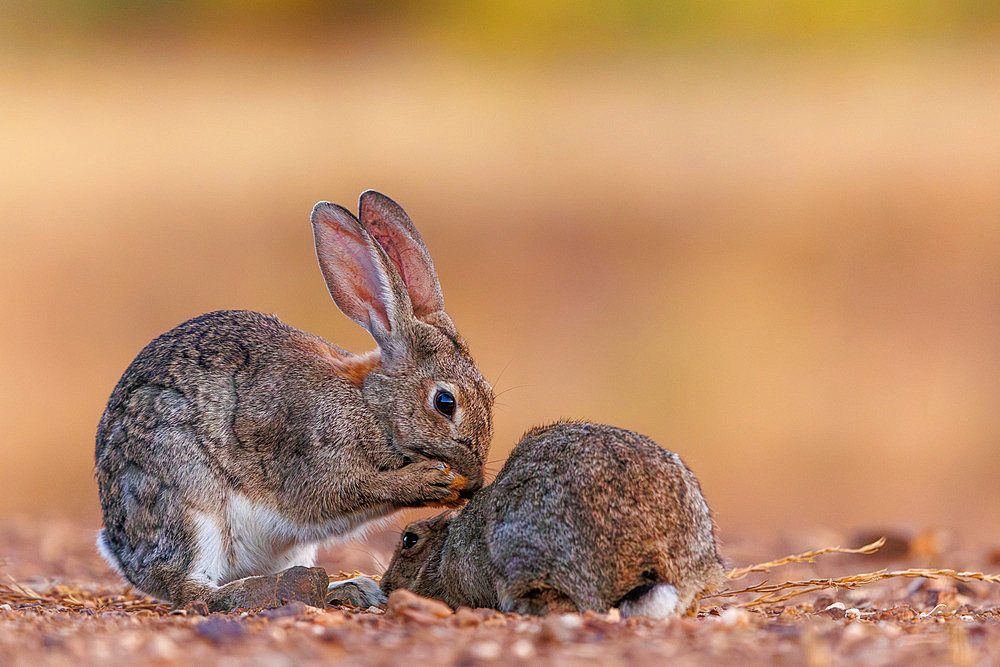 European rabbits (Oryctolagus cuniculus) or coney (Oryctolagus cuniculus), private property, Province of Castilla-La Mancha, Spain, Europe