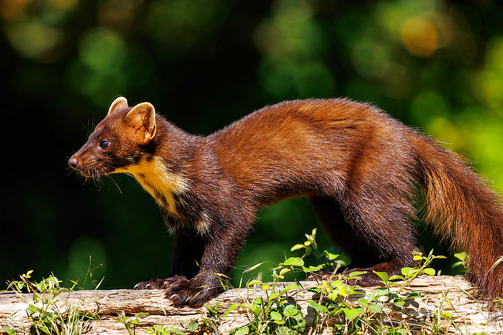 Pine marten (Martes martes), moving during the day, Riano, Province of Leon, Community of Castile and Leon, Spain