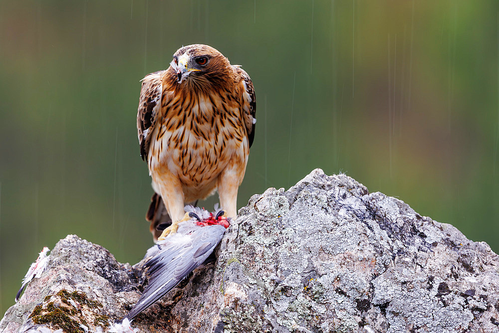 Booted Eagle (Hieraaetus pennatus), adult female (light morph), on rock with a pigeon, Province of Castile-La Mancha, Spain, Europe