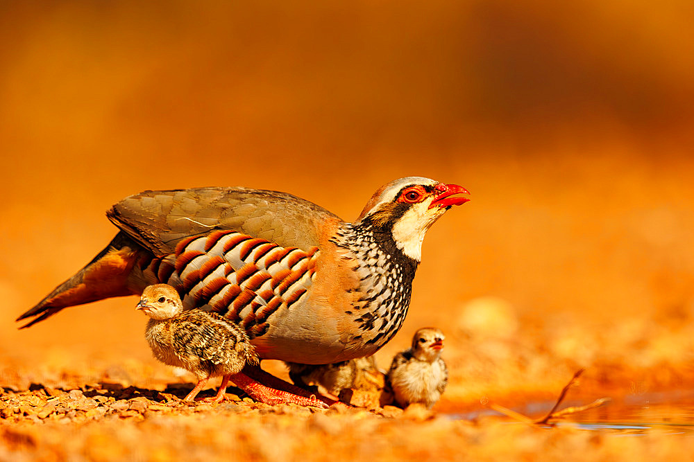 Red Partridge (Alectoris rufa), on the ground, Adult female with youngs drinking from a waterhole, Penalajo, Castilla - La Mancha, Spain, Europe