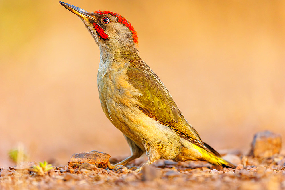 Iberian green woodpecker (Picus sharpei), on a rock, Sierra de Andújar Natural Park, Sierra de Andújar, Sierra Morena, Andalusia, Spain, Europe