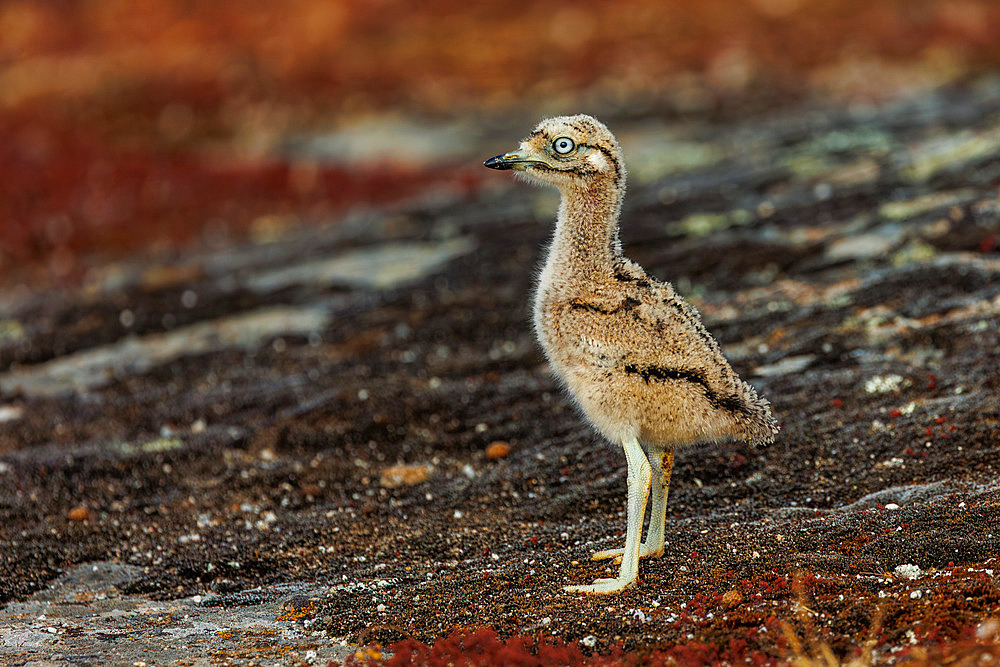 Young Eurasian stone-curlew, Eurasian thick-knee, or simply stone-curlew (Burhinus oedicnemus), standing on the groundProvince of Leon, Community of Castile and Leon, Spain