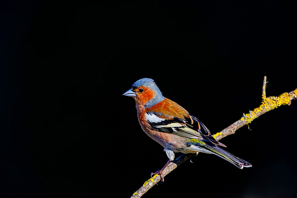 Eurasian chaffinch, common chaffinch, or chaffinch (Fringilla coelebs), on a branch, Riano, Province of Leon, Community of Castile and Leon, Spain
