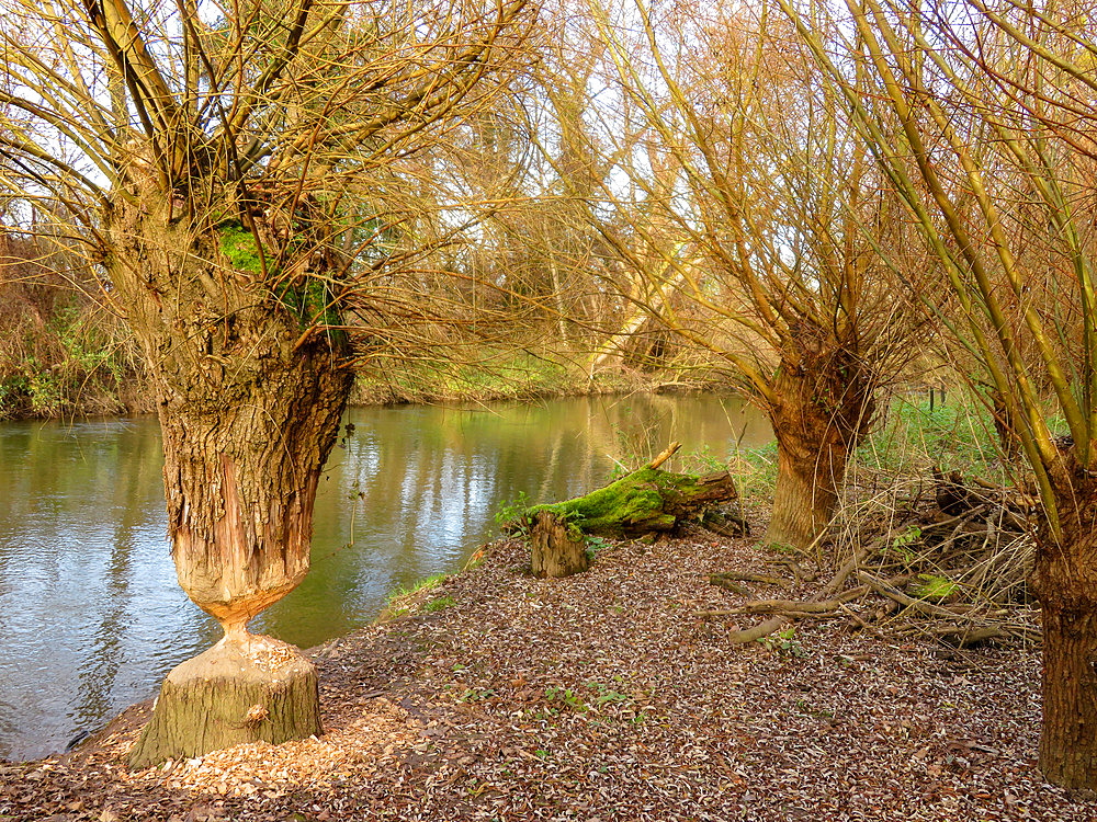 Willow eaten by a beaver, Offendorf, Bas Rhin, France