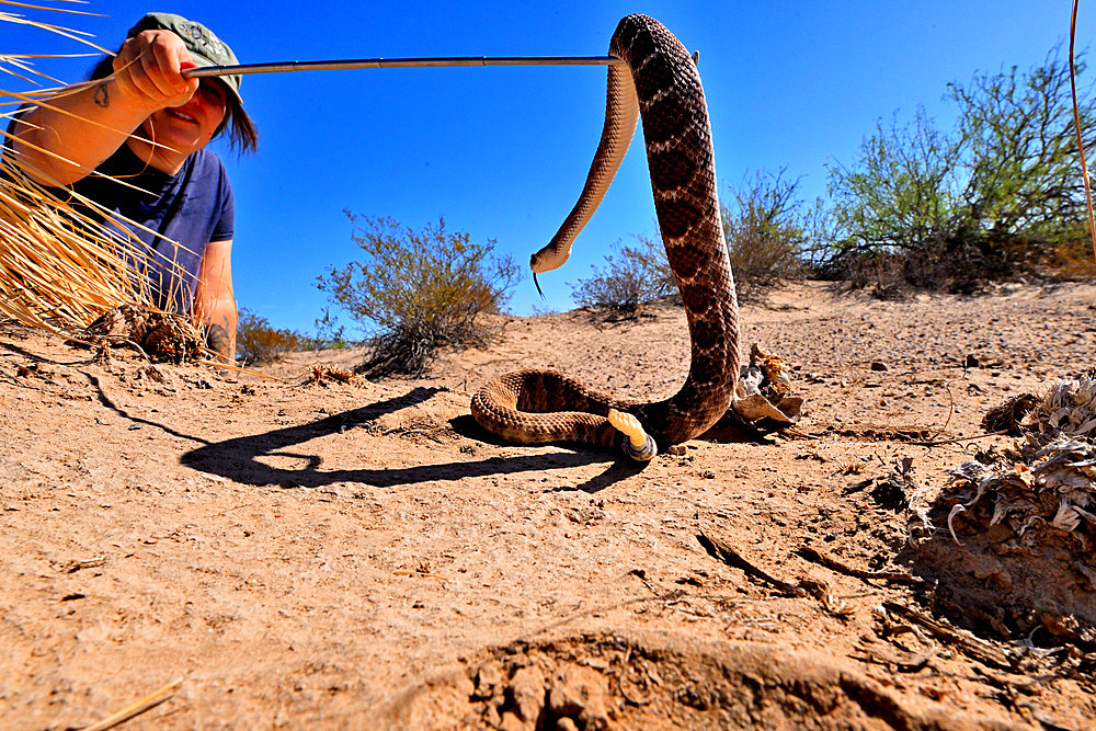 Oceane Da Cunha, researcher at the University of El Paso, capturing Eastern Black-tailed Rattlesnake (Crotalus ornatus), Texas.
