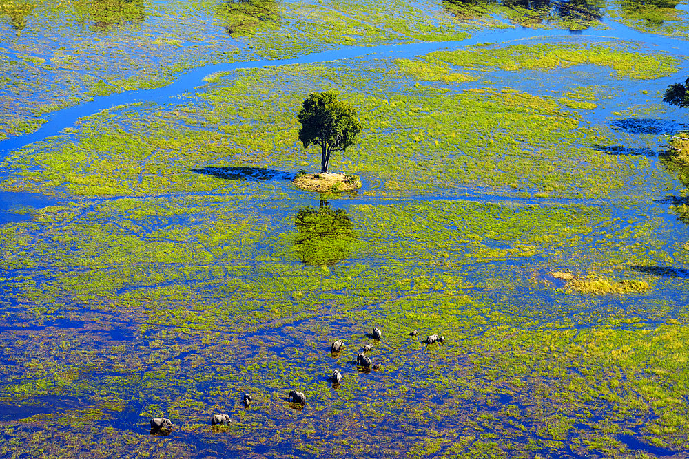 Breathtaking aerial view of African bush elephants (loxodonta africana) feeding in the waters of the Okavango Delta near Maun, Botswana. Ideal for nature, travel, and wildlife photography projects.