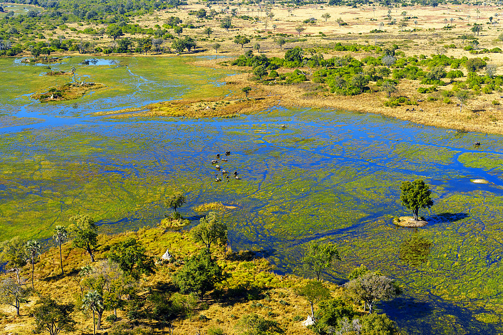 Breathtaking aerial view of African bush elephants (loxodonta africana) feeding in the waters of the Okavango Delta near Maun, Botswana. Ideal for nature, travel, and wildlife photography projects.