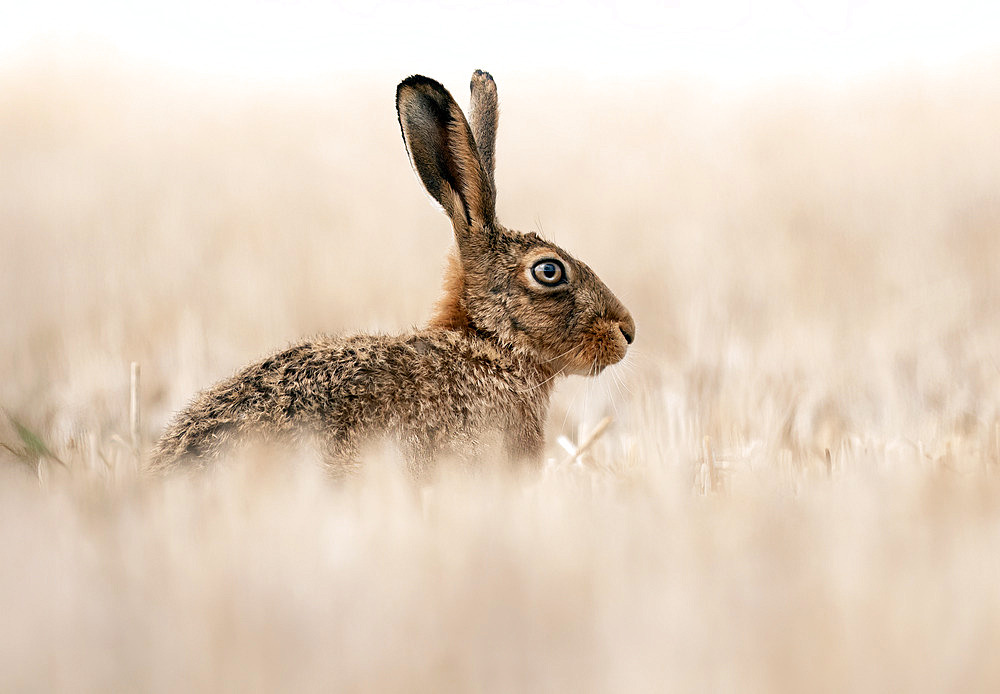 Brown hare (Lepus europaeus) amongst stubble, England