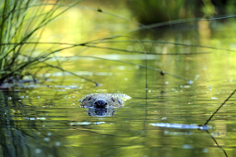 European beaver (Castor fiber) swimming, Ardennes, Belgium