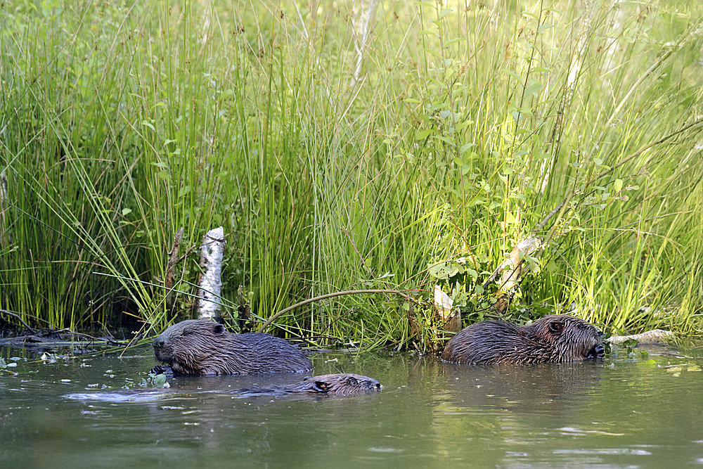 European beaver (Castor fiber) group in water, Ardennes, Belgium